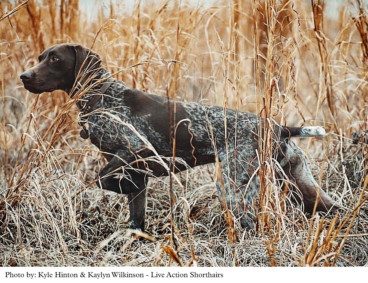 HOME German Shorthaired Pointer Puppies