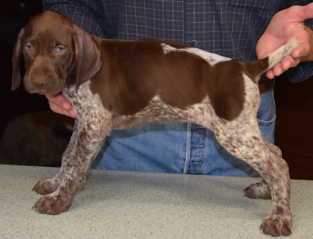 GSP Puppies for Sale German Shorthaired Pointer Puppies