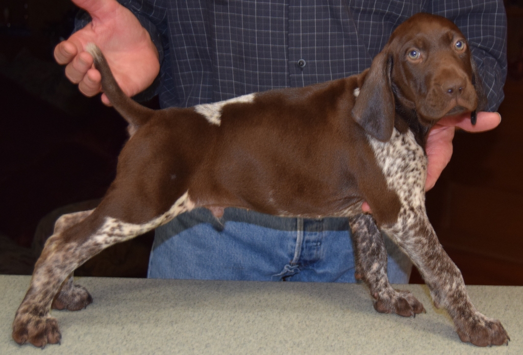 GSP Puppies for Sale German Shorthaired Pointer Puppies