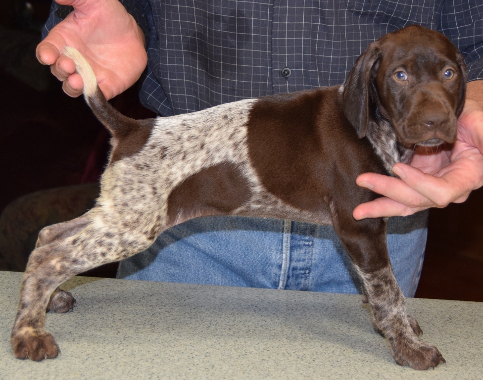 GSP Puppies for Sale German Shorthaired Pointer Puppies