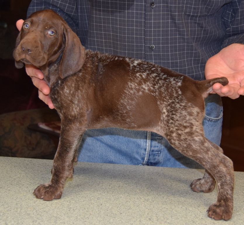 GSP Puppies for Sale German Shorthaired Pointer Puppies