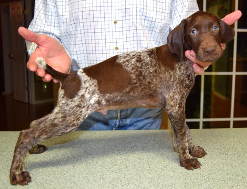 GSP Puppies for Sale German Shorthaired Pointer Puppies