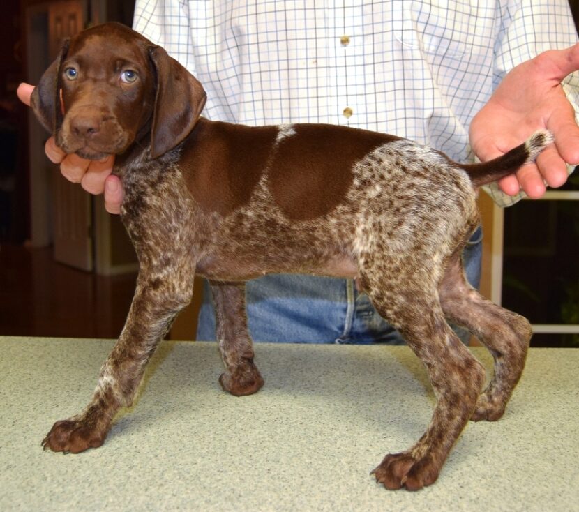 GSP Puppies for Sale German Shorthaired Pointer Puppies