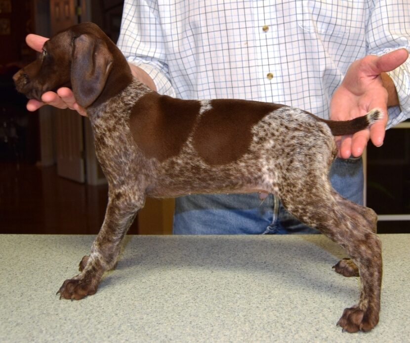 GSP Puppies for Sale German Shorthaired Pointer Puppies