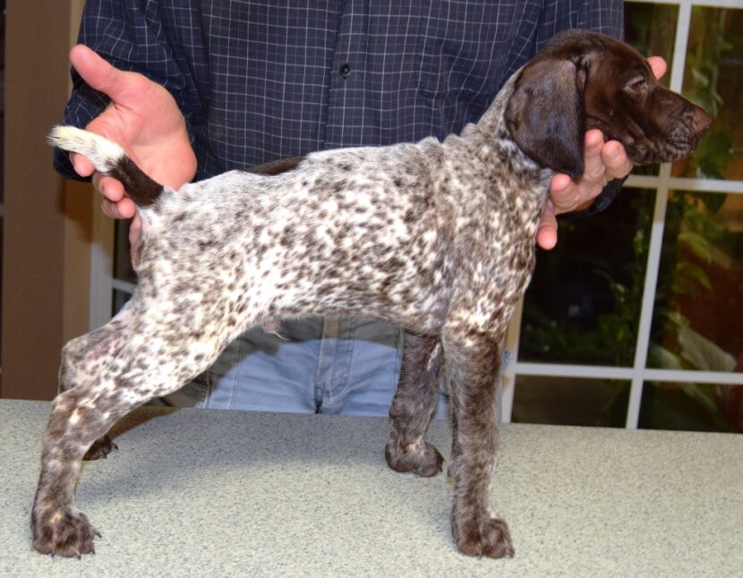 GSP Puppies for Sale German Shorthaired Pointer Puppies