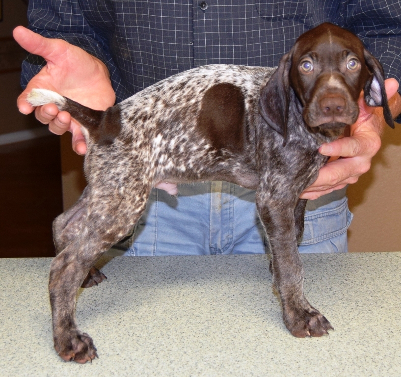 GSP Puppies for Sale German Shorthaired Pointer Puppies