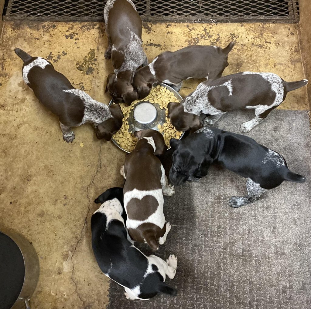 Gsp Puppies For Sale Near Me – Find Your Next Furry Friend